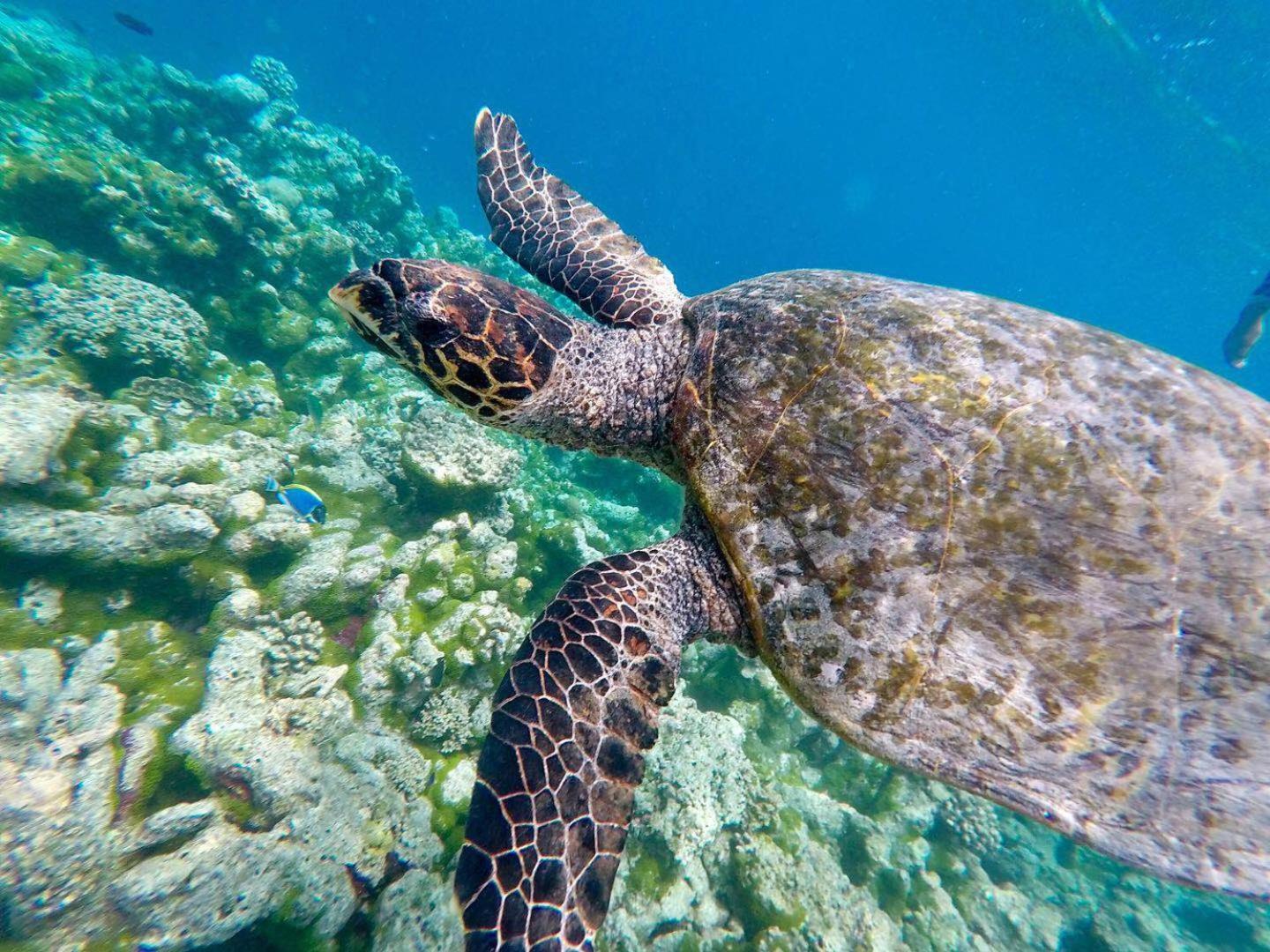 ホテル パール サンズ オブ モルディブ フラ エクステリア 写真